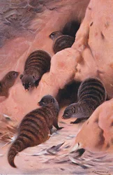 Banded Mongoose, illustration from Wildlife of the World
