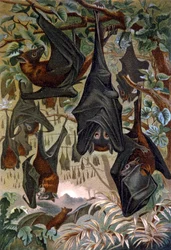 Bats