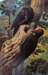 Black woodpecker, c.1910