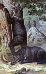 Brown Bears
