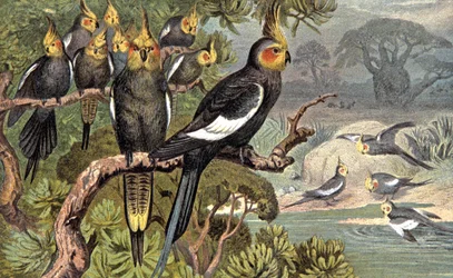 Cockatoo, c.1910
