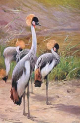 Crowned Crane, illustration from Wildlife of the World, c.1910
