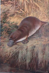 Duckbill, illustration from Wildlife of the World, c.1910