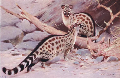 Dungola Genet, illustration from Wildlife of the World