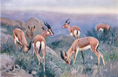 Gazelle