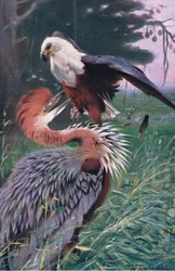 Giant Heron and Sea Eagle, illustration from Wildlife of the World, c.1910