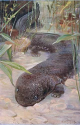 Giant Salamander