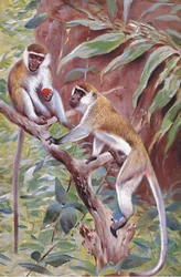 Green Monkey, illustration from Wildlife of the World