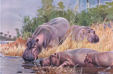 Hippopotamus, illustration from Wildlife of the World, c.1910