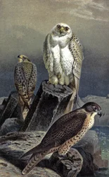 Hunting Falcon