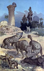 Hyenas