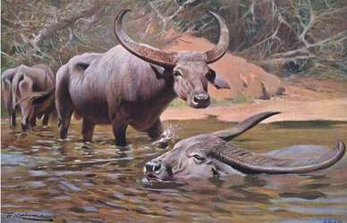 Indian Buffalo
