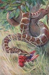 Indian Python