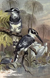Kingfishers (illustration)