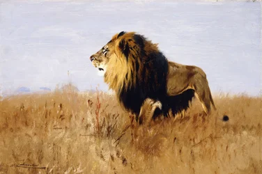 Lion Watching for Prey