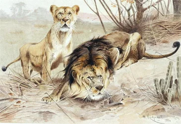 Lion, plate from "Brehms Tierleben: Allgemeine Kunde des Tierreichs", vol.1, p.453, published by Bibliographisches Institut
