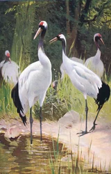 Manchurian Crane