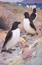 Razorbill