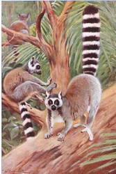 Ring-tailed Lemur, illustration from Wildlife of the World, c.1910
