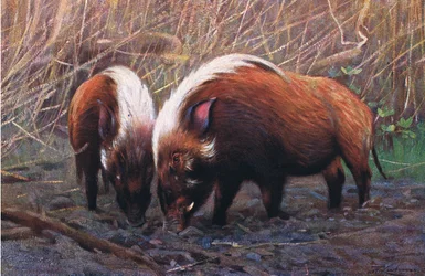 River Hog, illustration from Wildlife of the World, c.1910