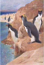 Rock Penguin, illustration from Wildlife of the World, c.1910