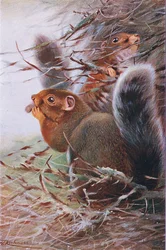St. Paul Squirrel, illustration from Wildlife of the World, c.1910