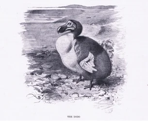 The Dodo, illustration from Wildlife of the World, c.1910