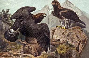 The Royal Eagle