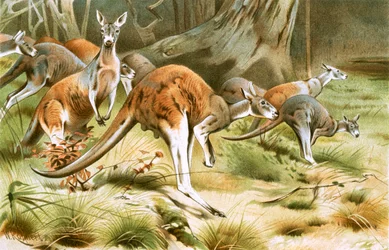 The Red Kangaroo