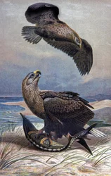 White-tailed Eagle, c.1910