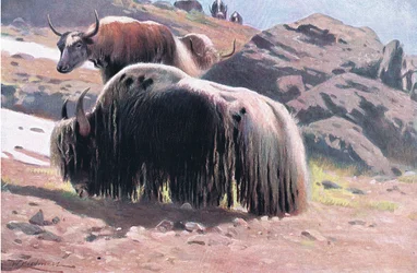Yak