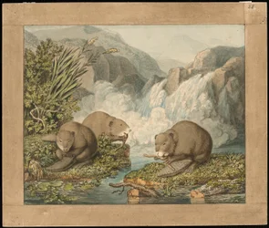 Three Beavers Building a Dam
