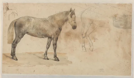 Studies of a Horse