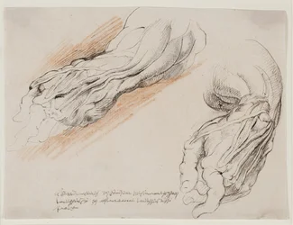 Anatomical Studies (écorchés). A Man