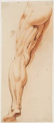 Anatomical Study (écorché). A Man