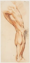 Anatomical Study. A Man