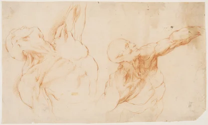 Two anatomical Studies (écorchés). Flayed torso of a man, his left arm raised