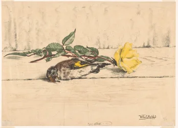 Dead goldfinch lying next to a rose
