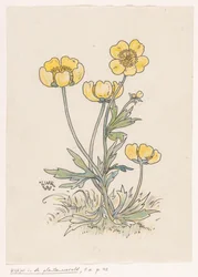 Buttercups