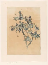 Thistles