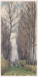 Avenue with Tall Trees