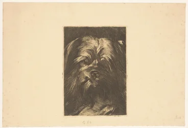 Dog Phoebus