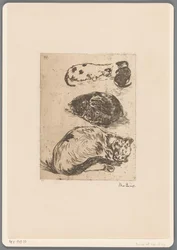 Study of Cats