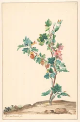 A Gooseberry in a Landscape