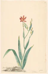 Leopard Flower in a Landscape