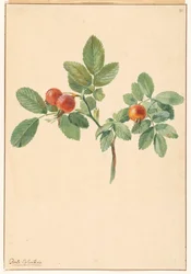 Branch with Rose Hips