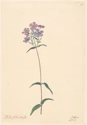 Branch of a Phlox
