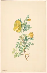 Branch of a Yellow Rose (Rosa Lutea)