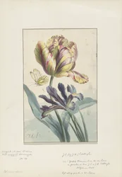 Tulip and Iris