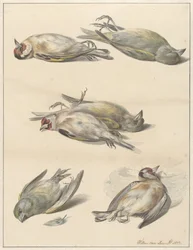 Six Dead Birds